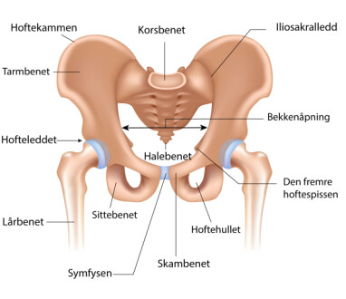 HOFTA: Anatomisk bilde av hoften. Bilde: Shutterstock / NTB Scanpix / Lommelegen (red) HOFTA: Anatomisk bilde av hoften. Bilde: Shutterstock / NTB Scanpix / Lommelegen (red)